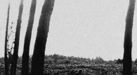 Old Pine