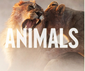 Animals by Maroon 5
