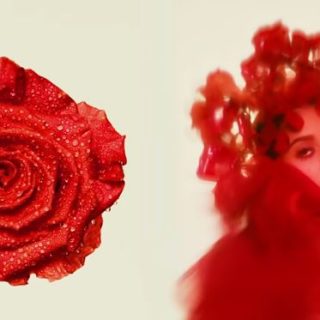 I Wish you Roses