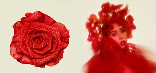 I Wish you Roses